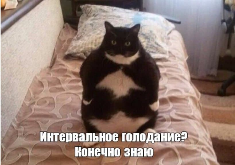 Мем: толстый кот и надпись «Интервальное голодание? Конечно знаю»