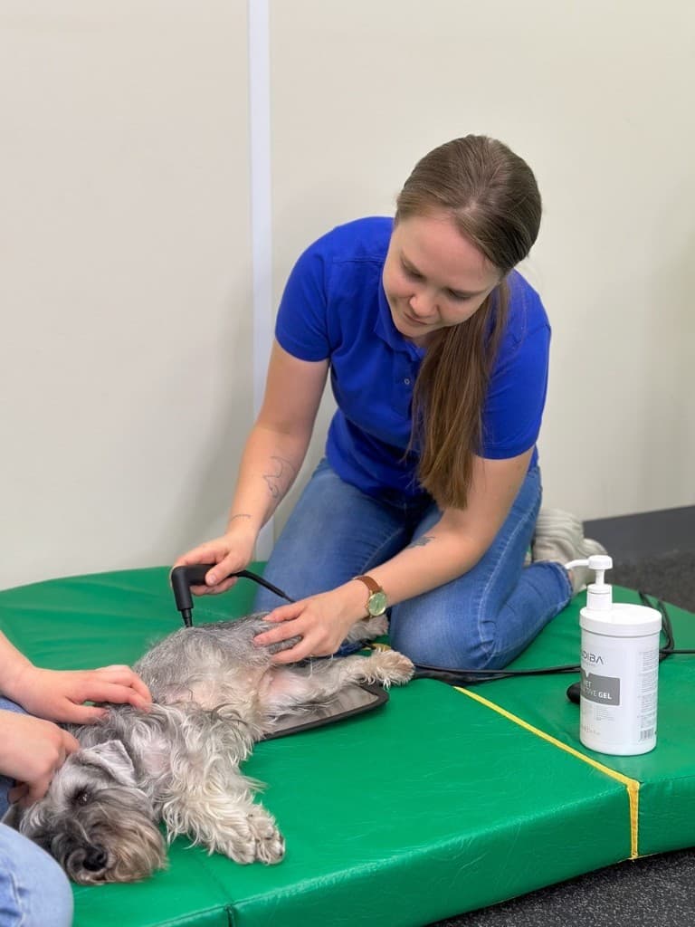 Кристина Шиш проводит аппаратную терапию (Indiba) собаке на коврике