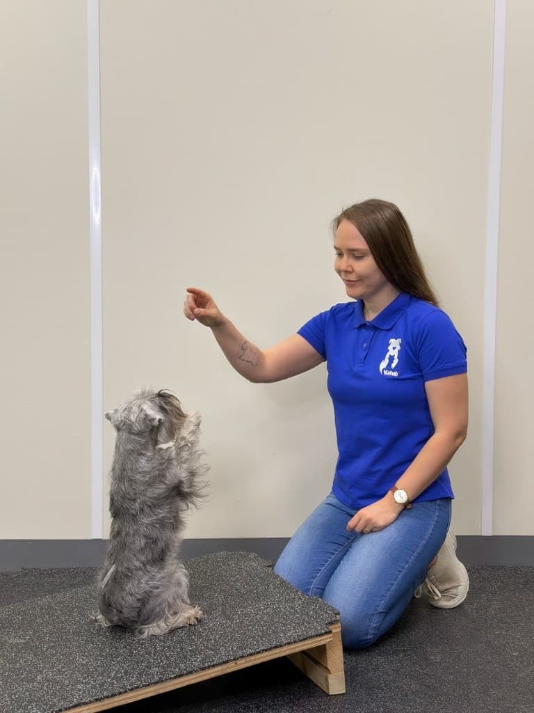 Кристина Шиш проводит занятие с цвергшнауцером в клинике Vrehab